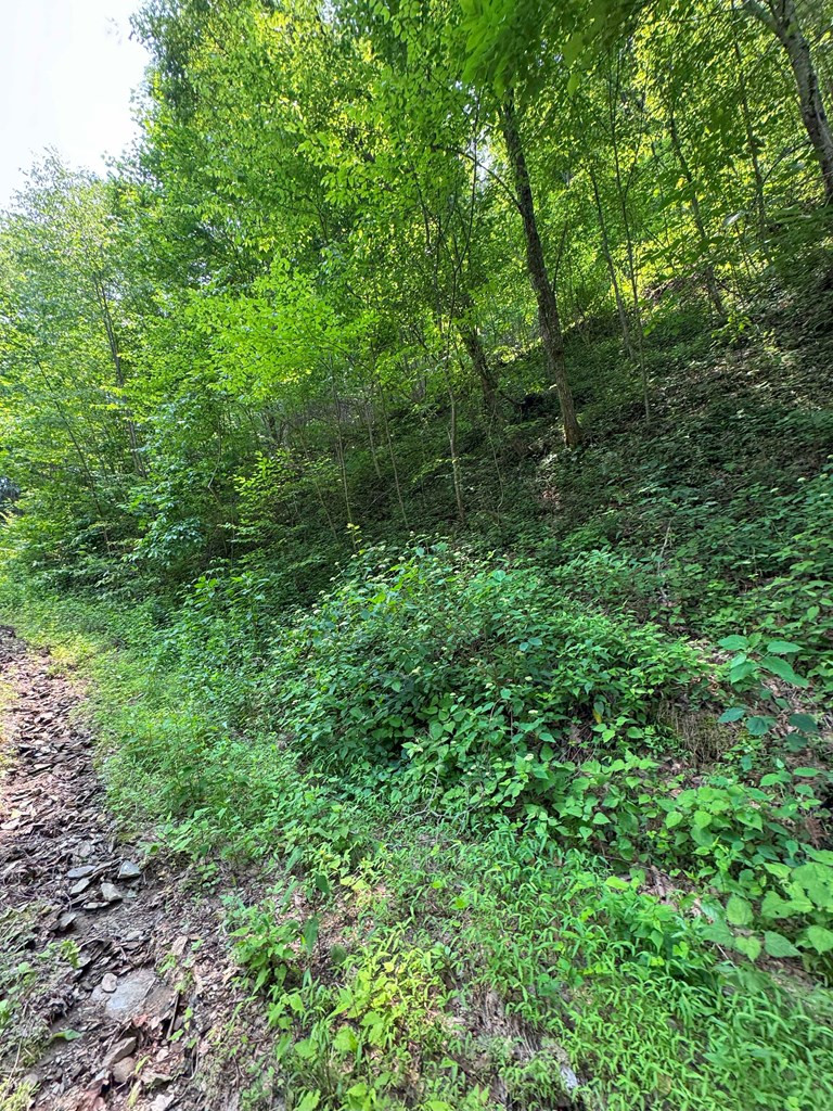 88-acres Bolden Branch Road Andrews, NC 28901 - Photo 11 of 34