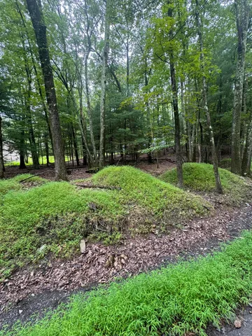 a view of a park with large trees