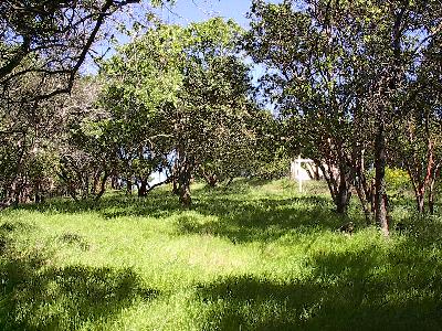 0 Oak Ridge Novato, CA 94945 - Photo 2 of 3 a view of yard with large trees