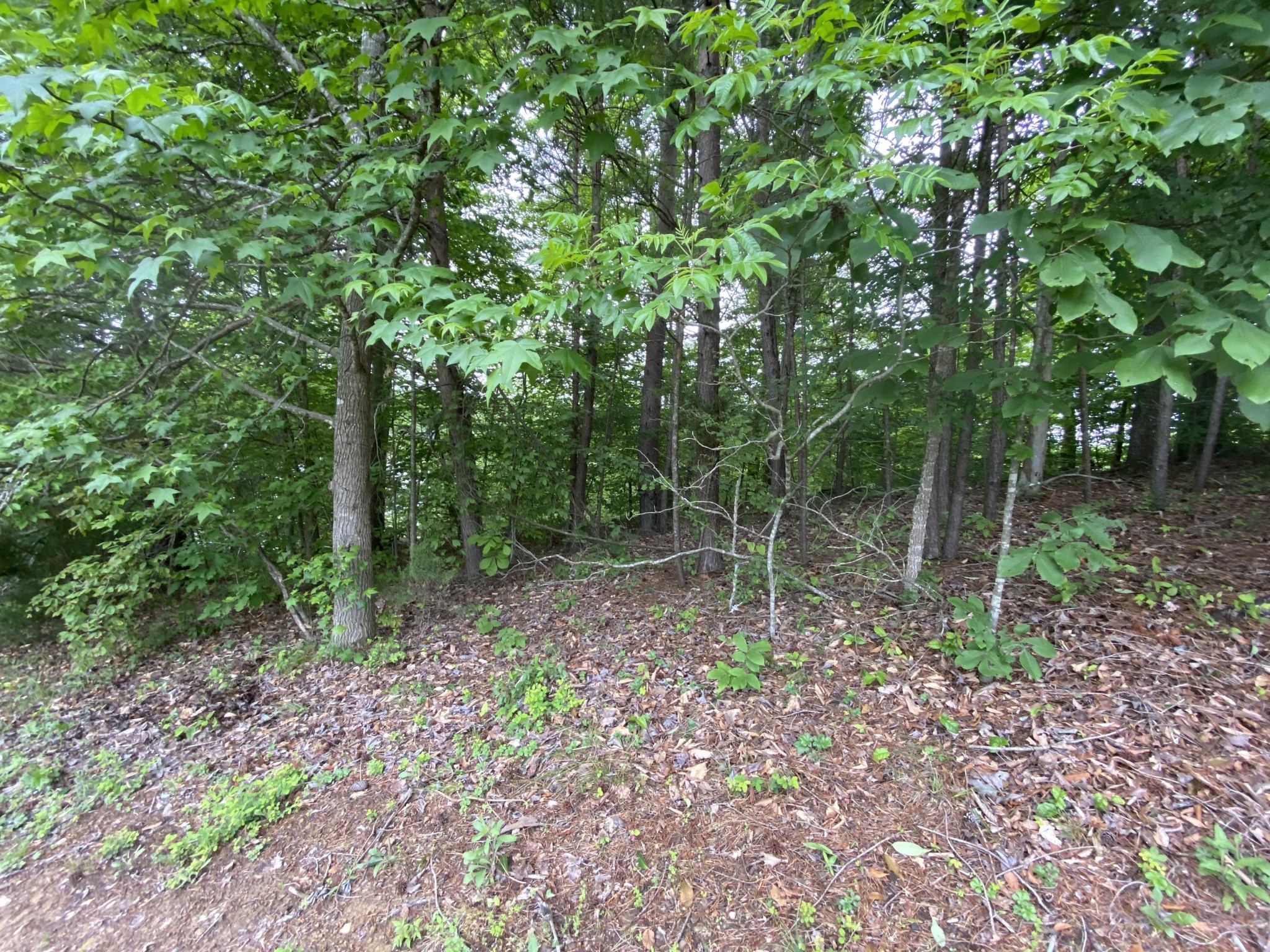 0 Grandpa's Ridge Sharps Chapel, TN 37866 - Photo 8 of 13 Gallery Image 8