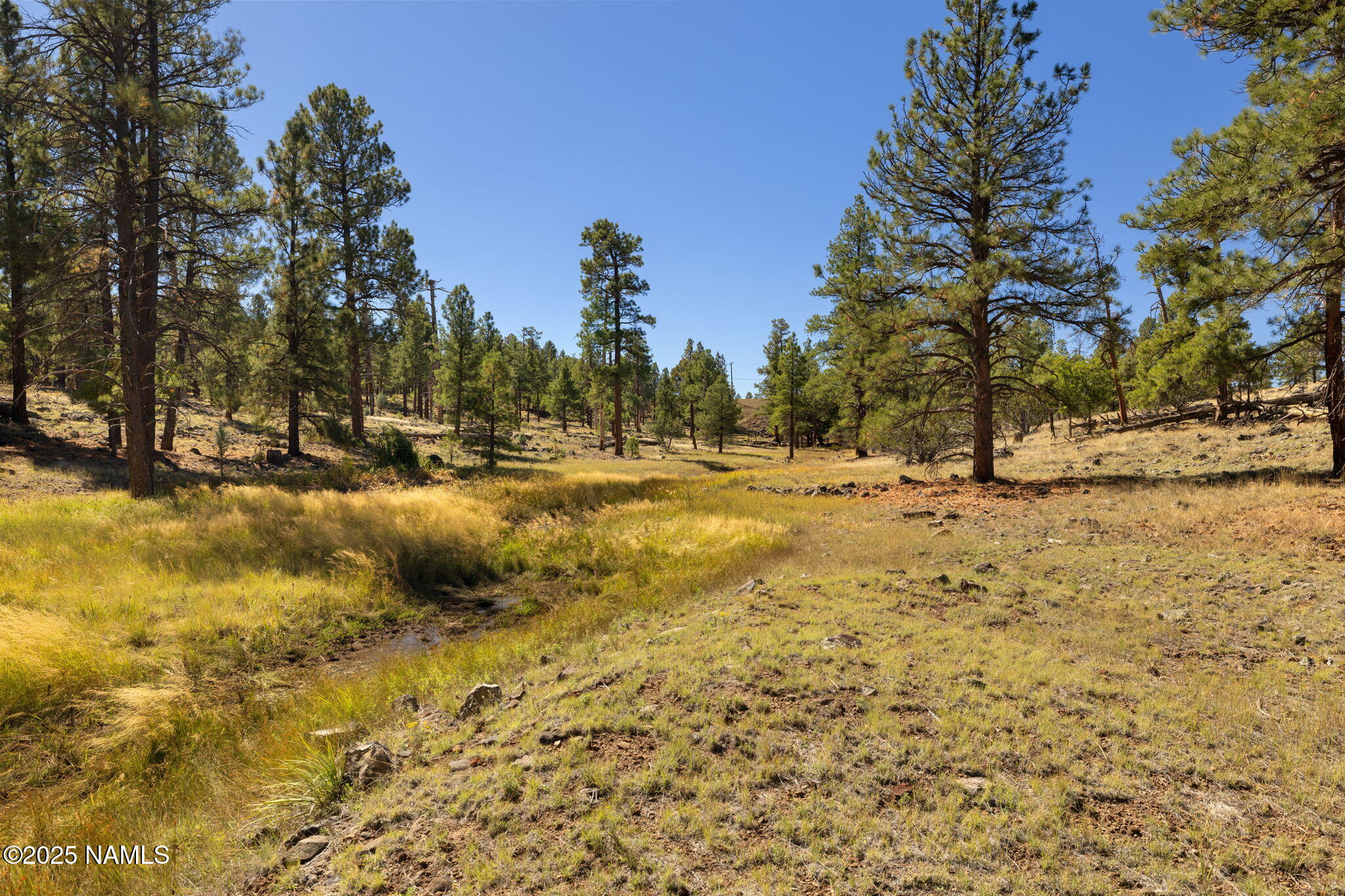 358 Cooper Ranch Road Williams, AZ 86046 - Photo 11 of 19 a view of a yard with trees