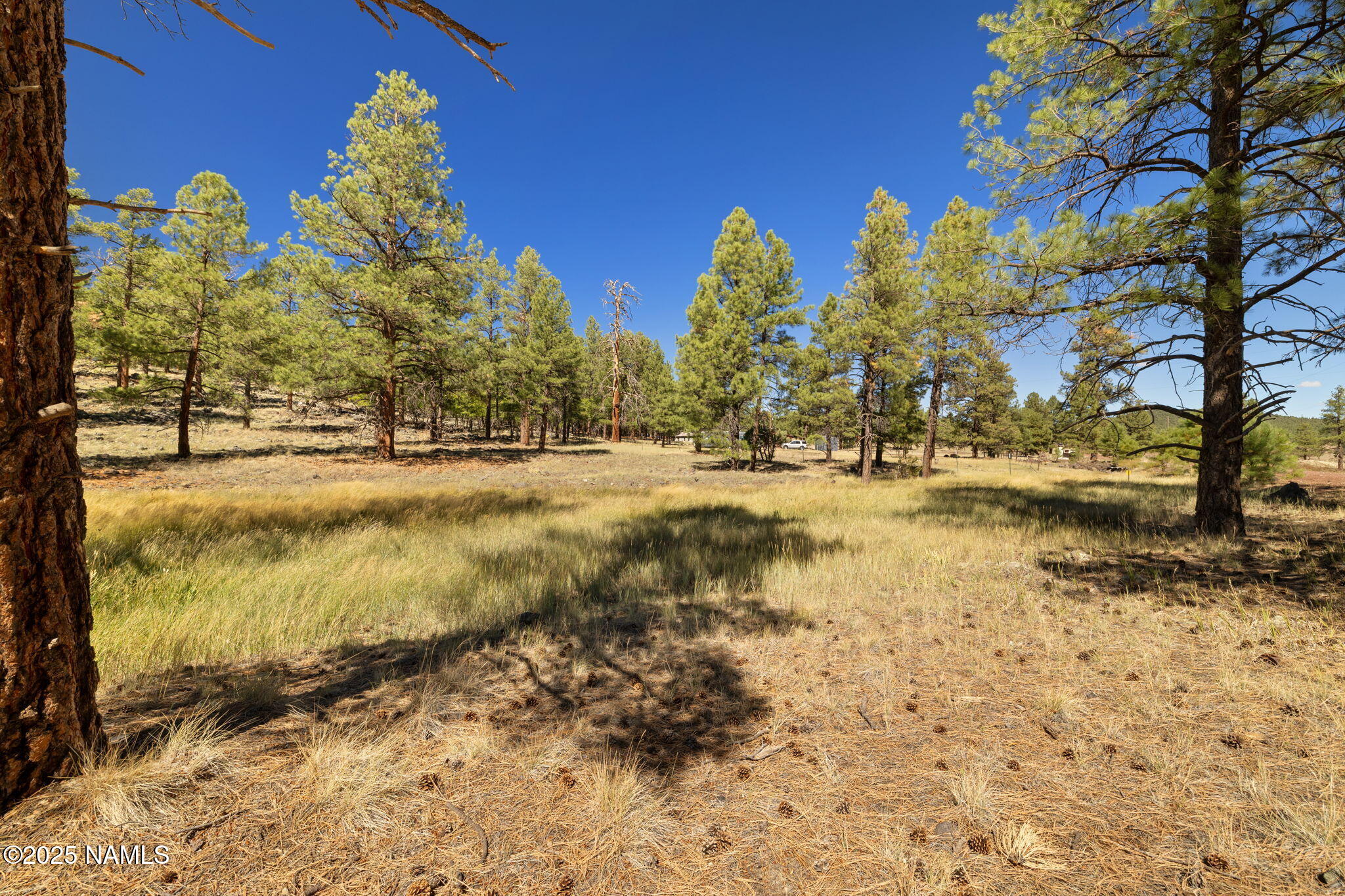 358 Cooper Ranch Road Williams, AZ 86046 - Photo 19 of 19 a view of a yard with an trees