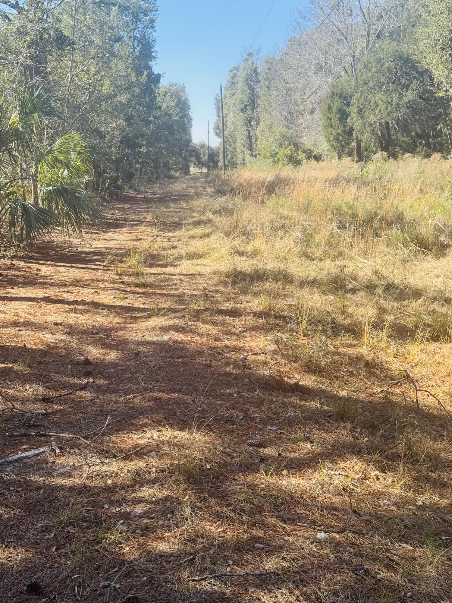 0 Rosa Scott Road Edisto Island, SC 29438 - Photo 12 of 15 IMG_8211