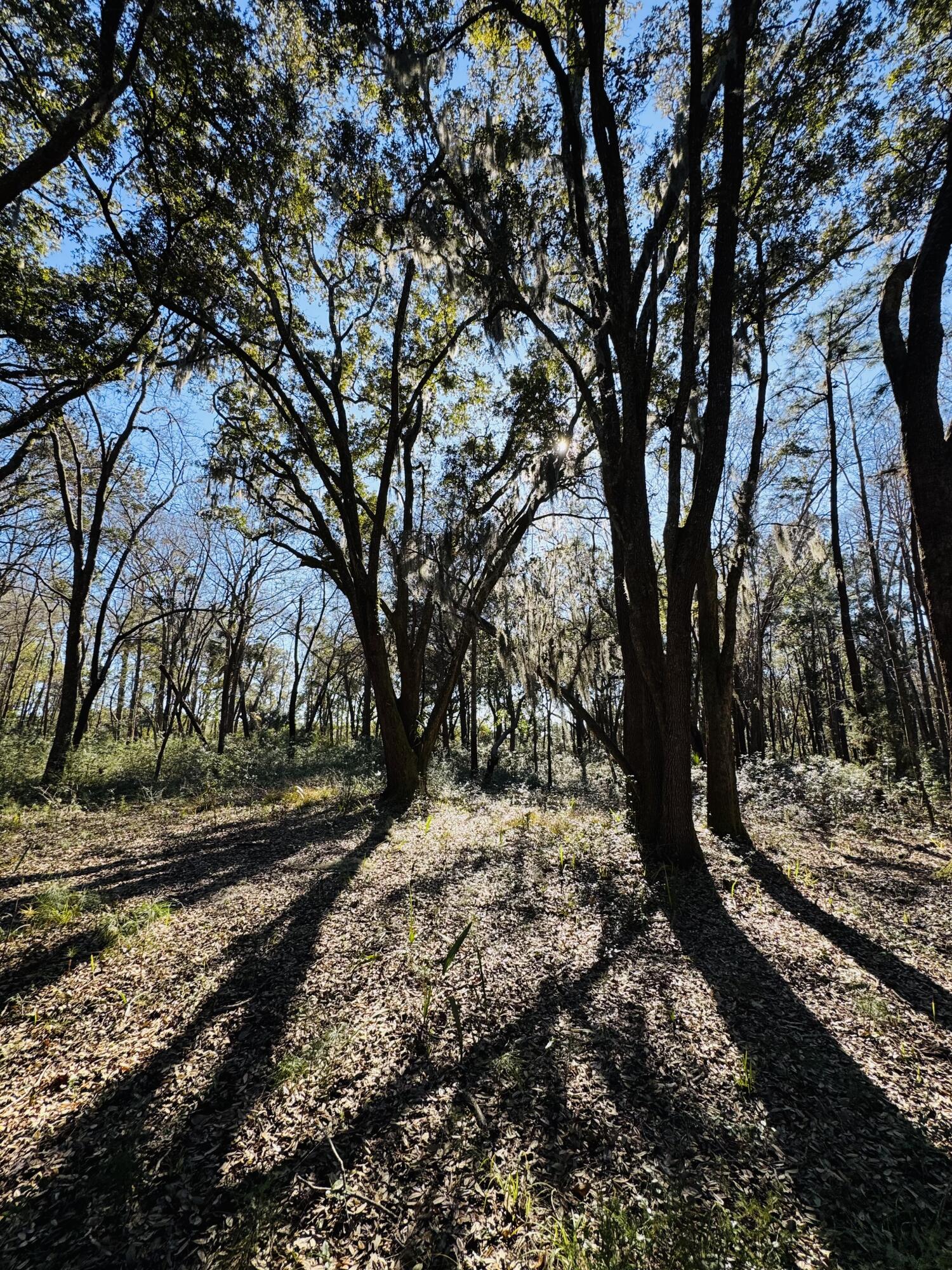 0 Rosa Scott Road Edisto Island, SC 29438 - Photo 2 of 15 IMG_8243