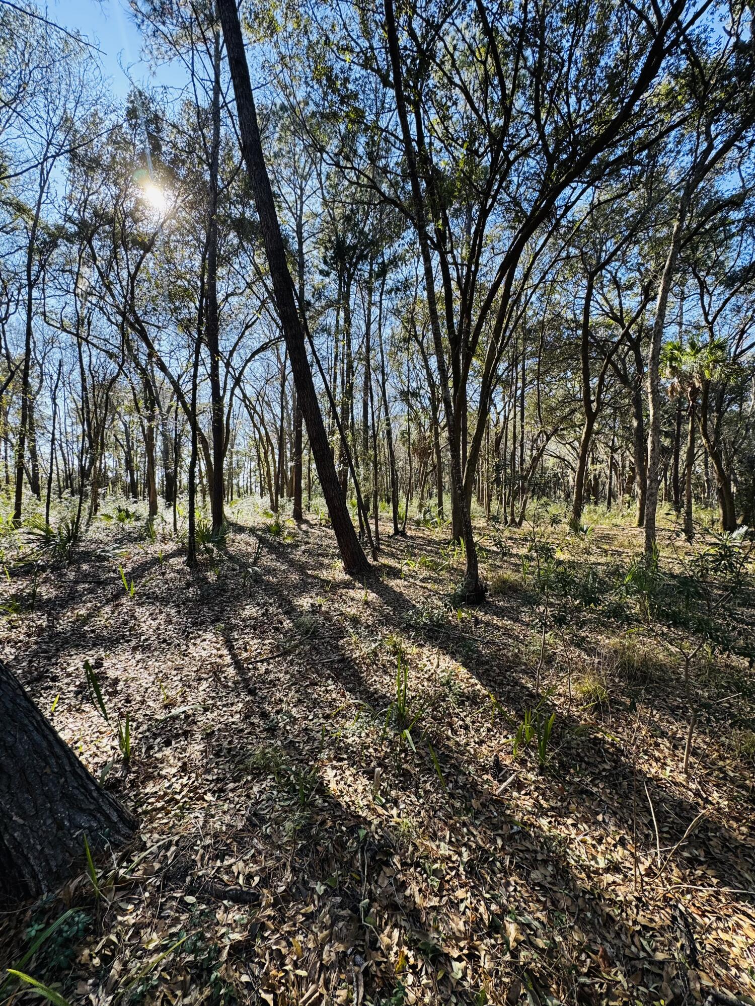 0 Rosa Scott Road Edisto Island, SC 29438 - Photo 4 of 15 IMG_8240