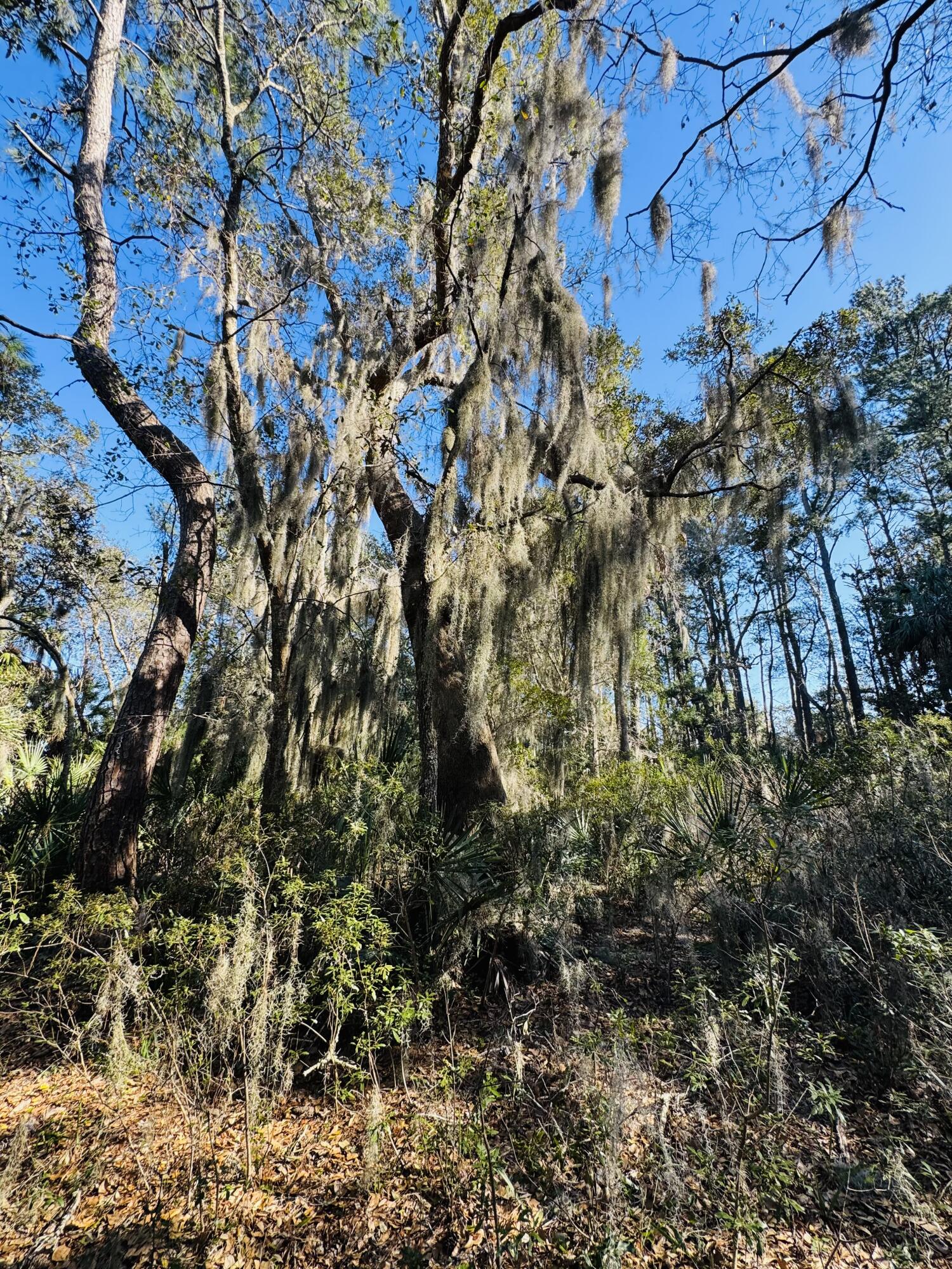 0 Rosa Scott Road Edisto Island, SC 29438 - Photo 6 of 15 IMG_8239