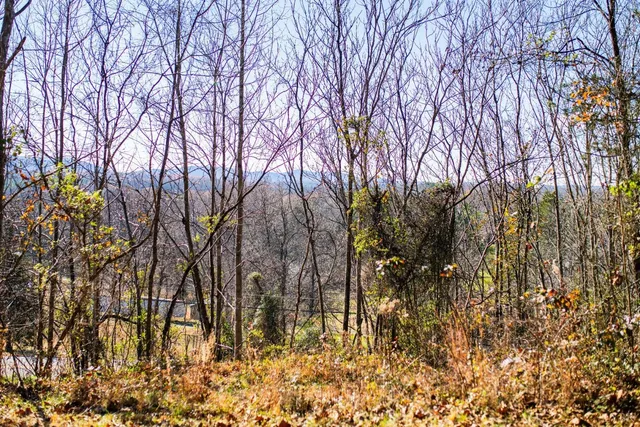 a view of a yard with trees