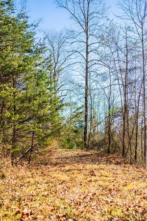 a backyard of a house with large trees