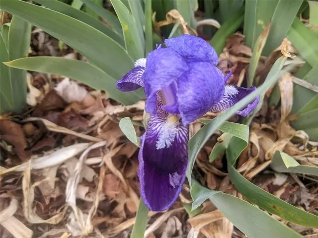 $229,000 | 612 West Cherry Street, Nevada, MO 64772