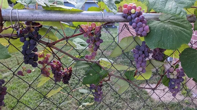 $229,000 | 612 West Cherry Street, Nevada, MO 64772