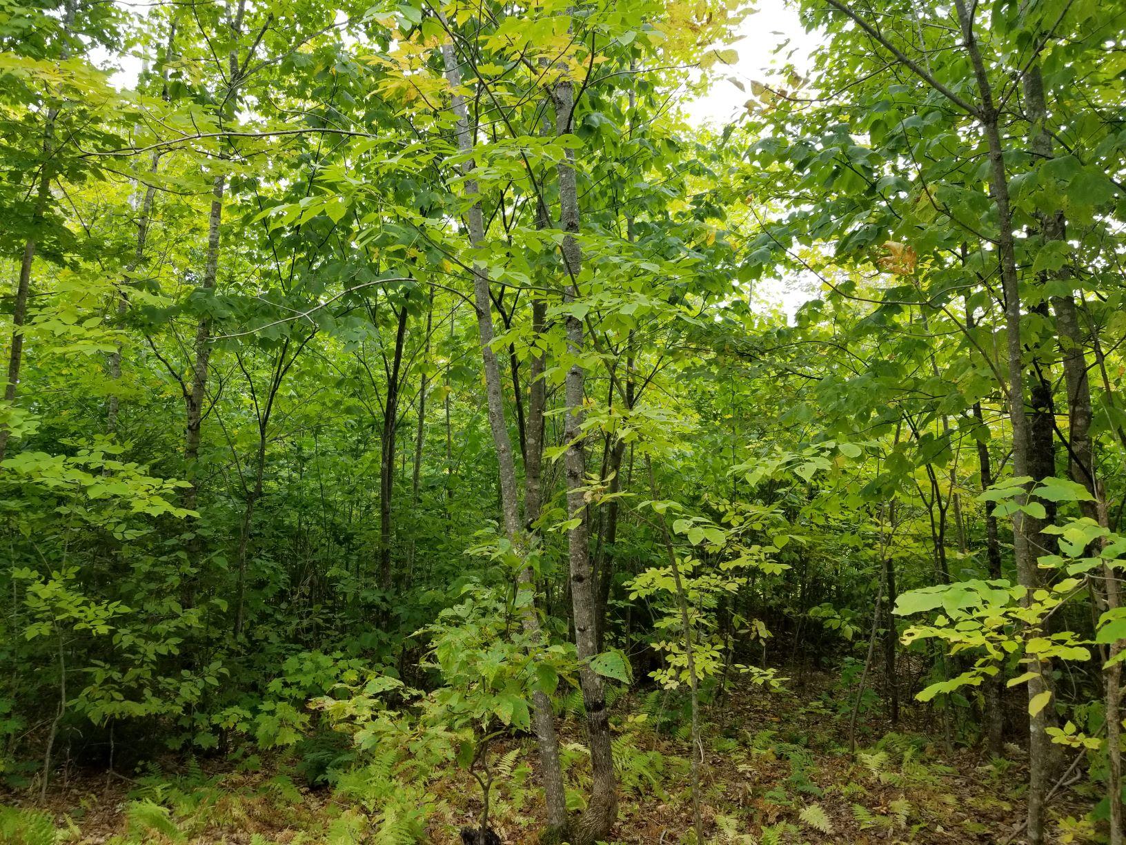 0 Beaver Lane Linneus, ME 04730 - Photo 11 of 39 Land view 2