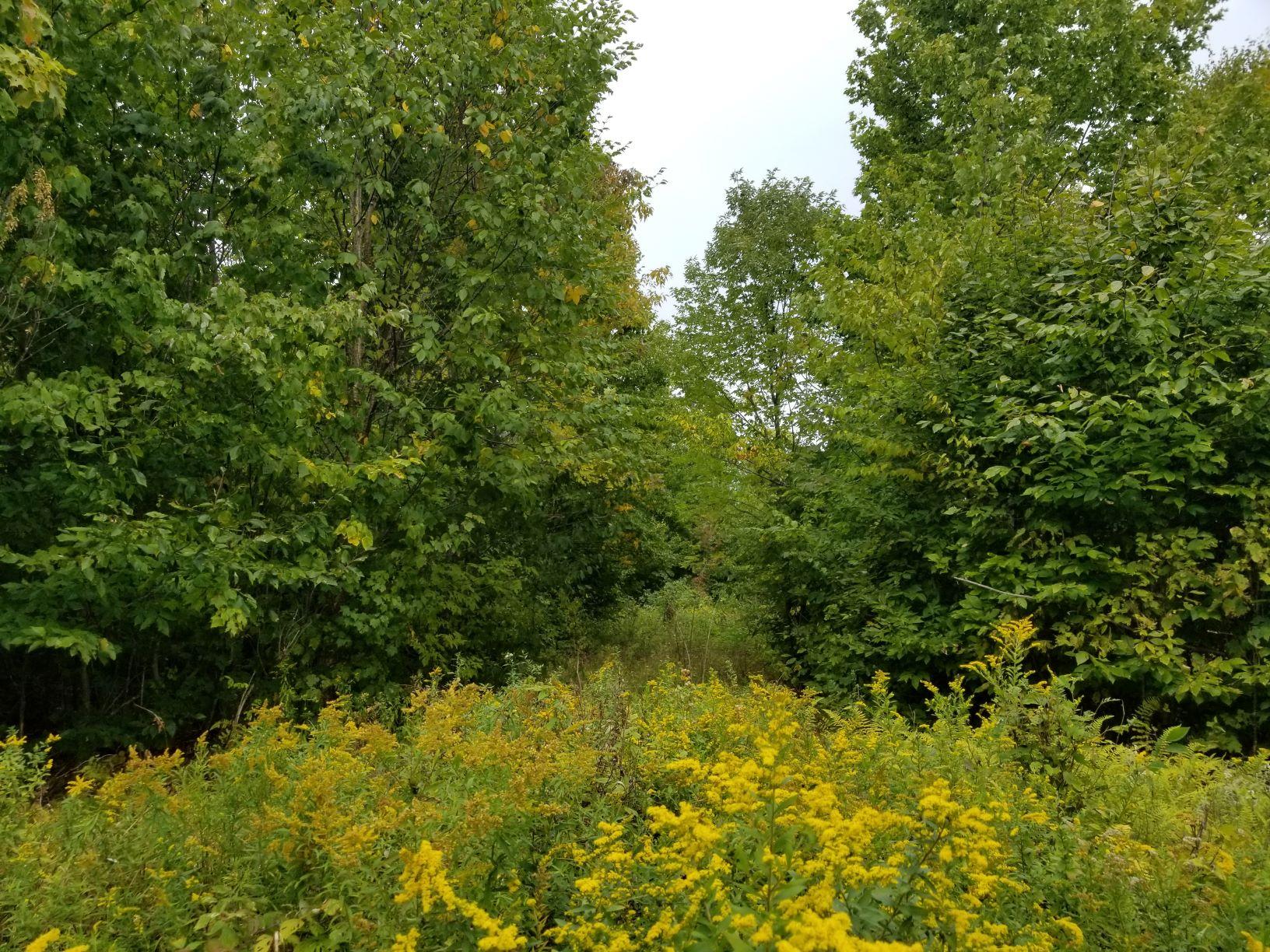 0 Beaver Lane Linneus, ME 04730 - Photo 12 of 39 Land view 3