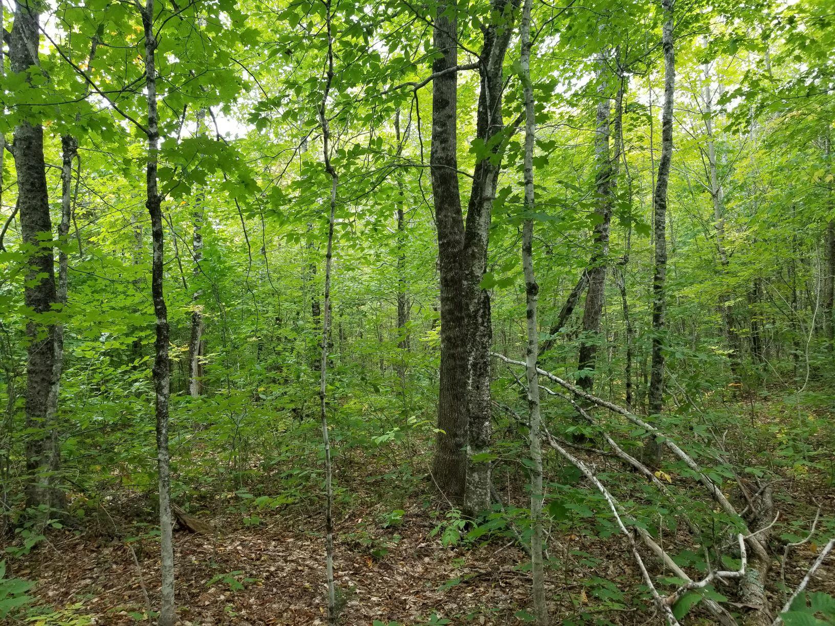 0 Beaver Lane Linneus, ME 04730 - Photo 13 of 39 Land view 4