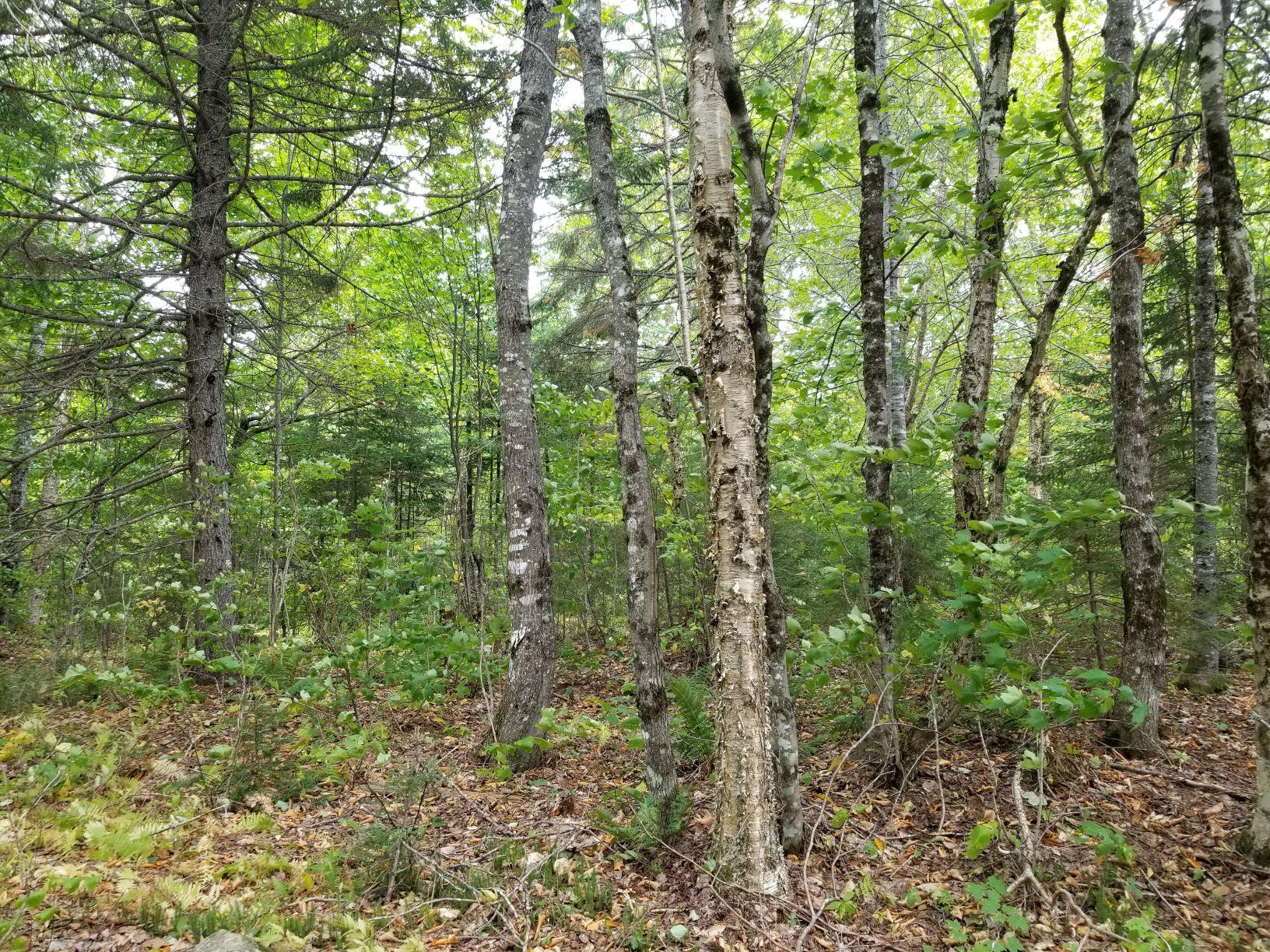 0 Beaver Lane Linneus, ME 04730 - Photo 16 of 39 Land view 7