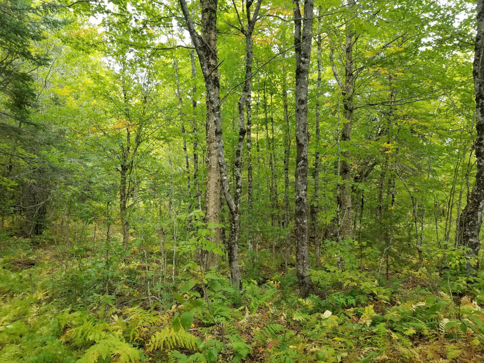 0 Beaver Lane Linneus, ME 04730 - Photo 17 of 39 Land view 8