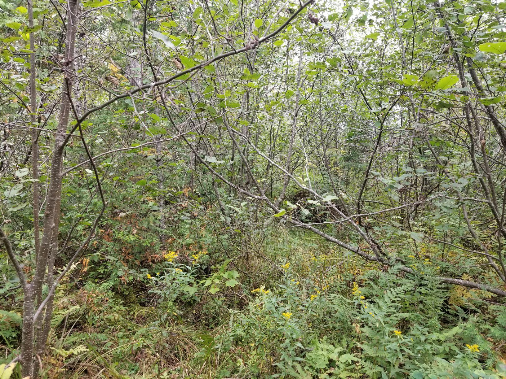 0 Beaver Lane Linneus, ME 04730 - Photo 18 of 39 Land view 9