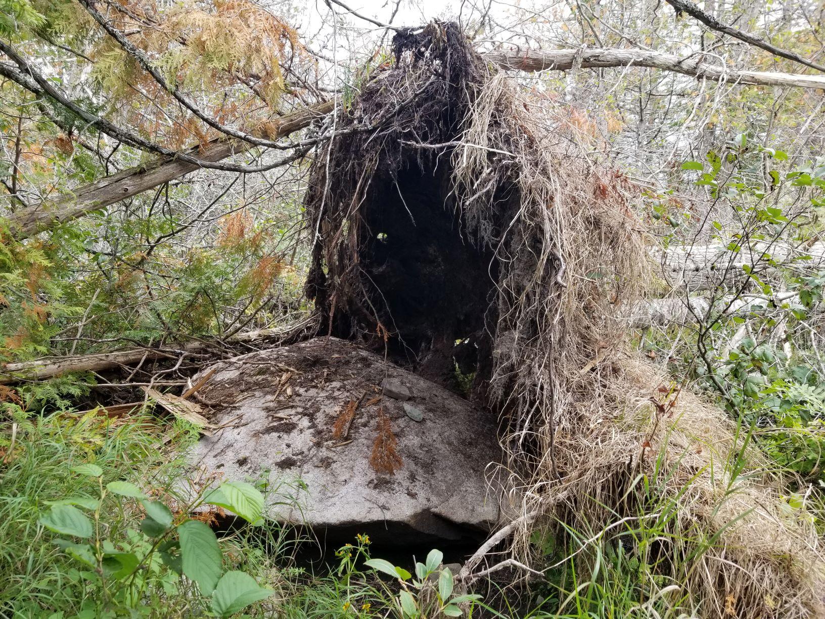 0 Beaver Lane Linneus, ME 04730 - Photo 19 of 39 Land view 10 Blowdown