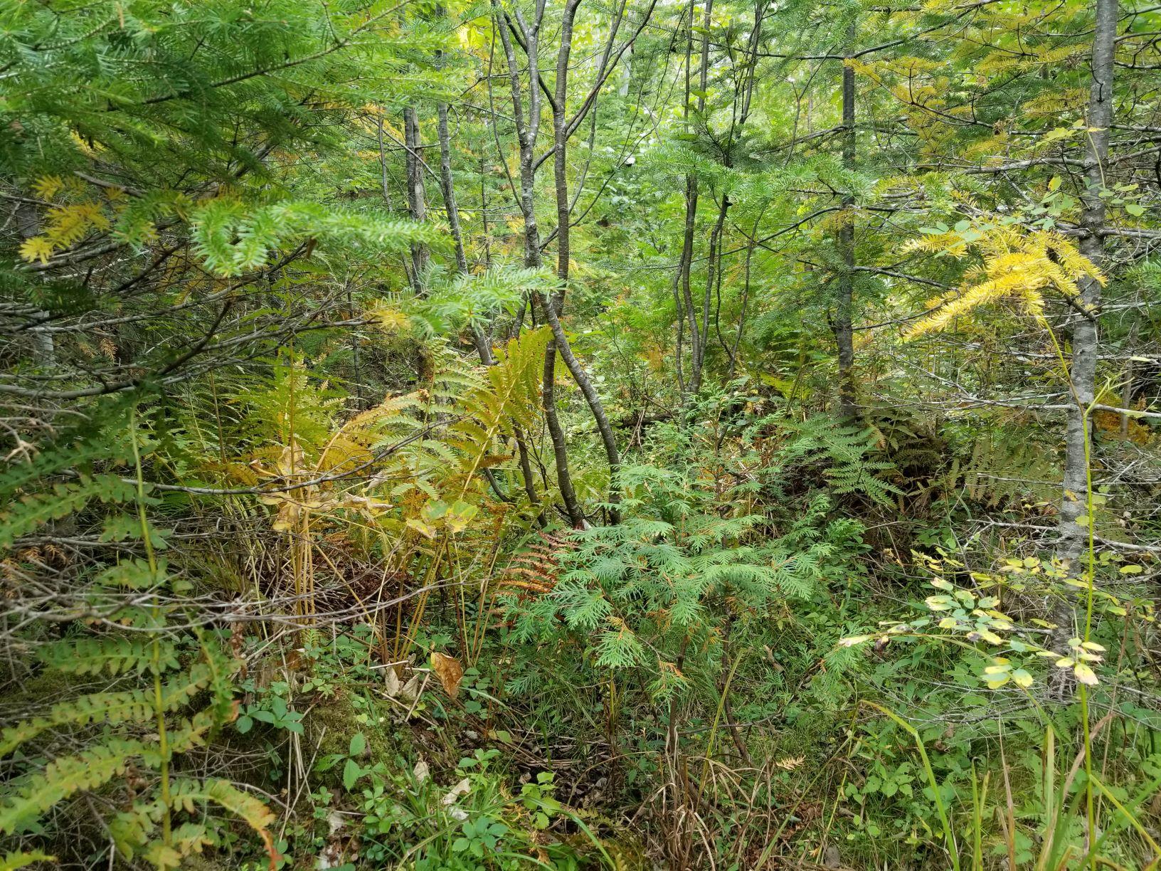 0 Beaver Lane Linneus, ME 04730 - Photo 20 of 39 Land view 11