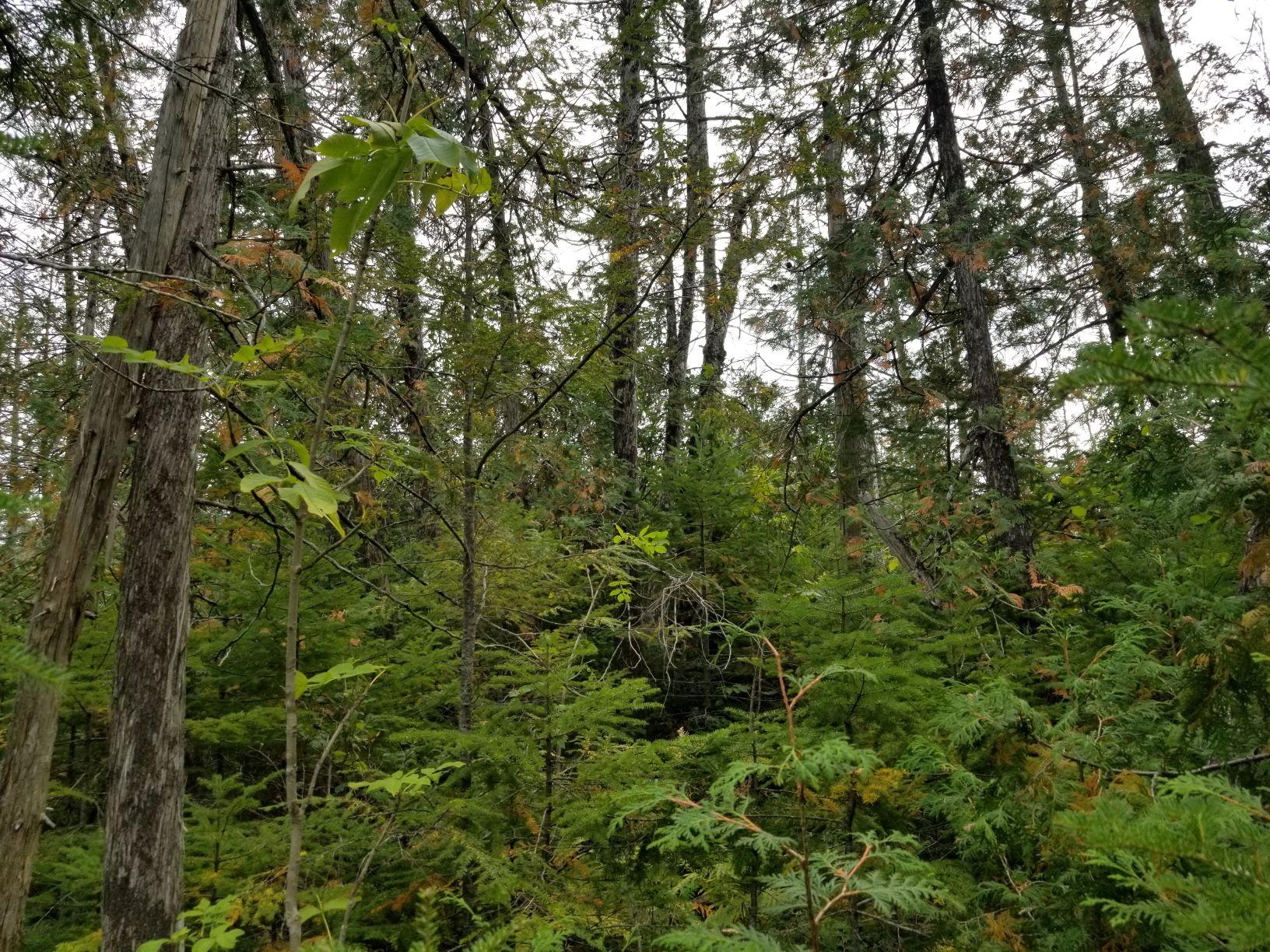 0 Beaver Lane Linneus, ME 04730 - Photo 21 of 39 Land view 12