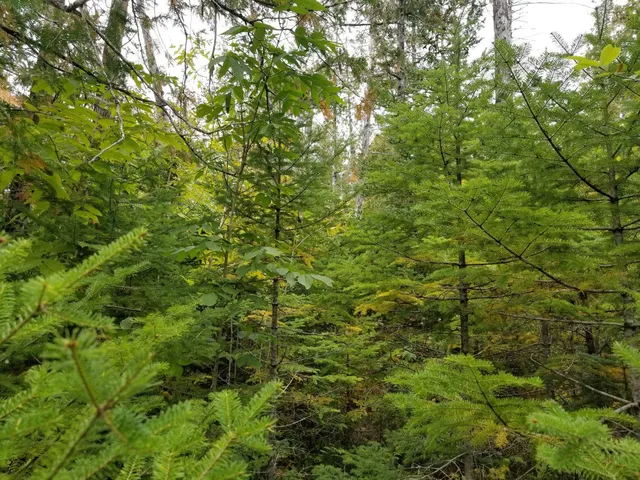 $109,900 | 0 Beaver Lane, Linneus, ME 04730