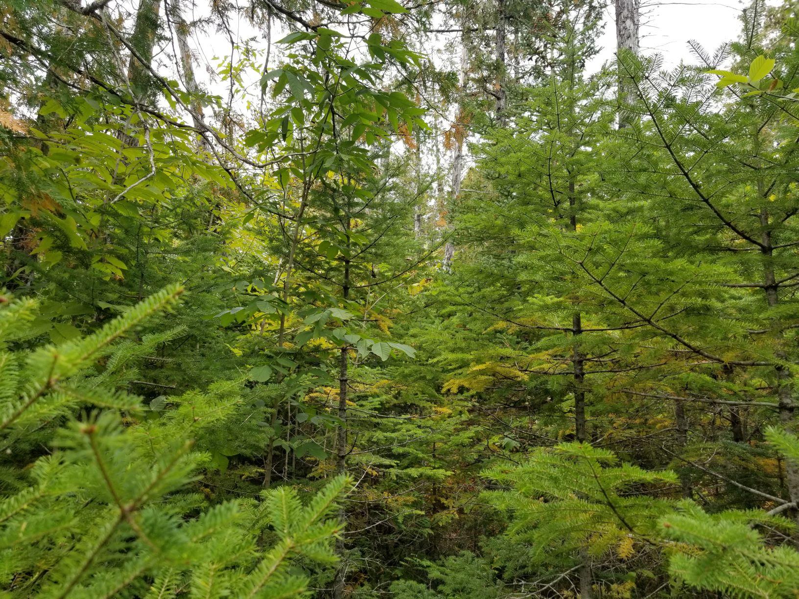 0 Beaver Lane Linneus, ME 04730 - Photo 22 of 39 Land view 13