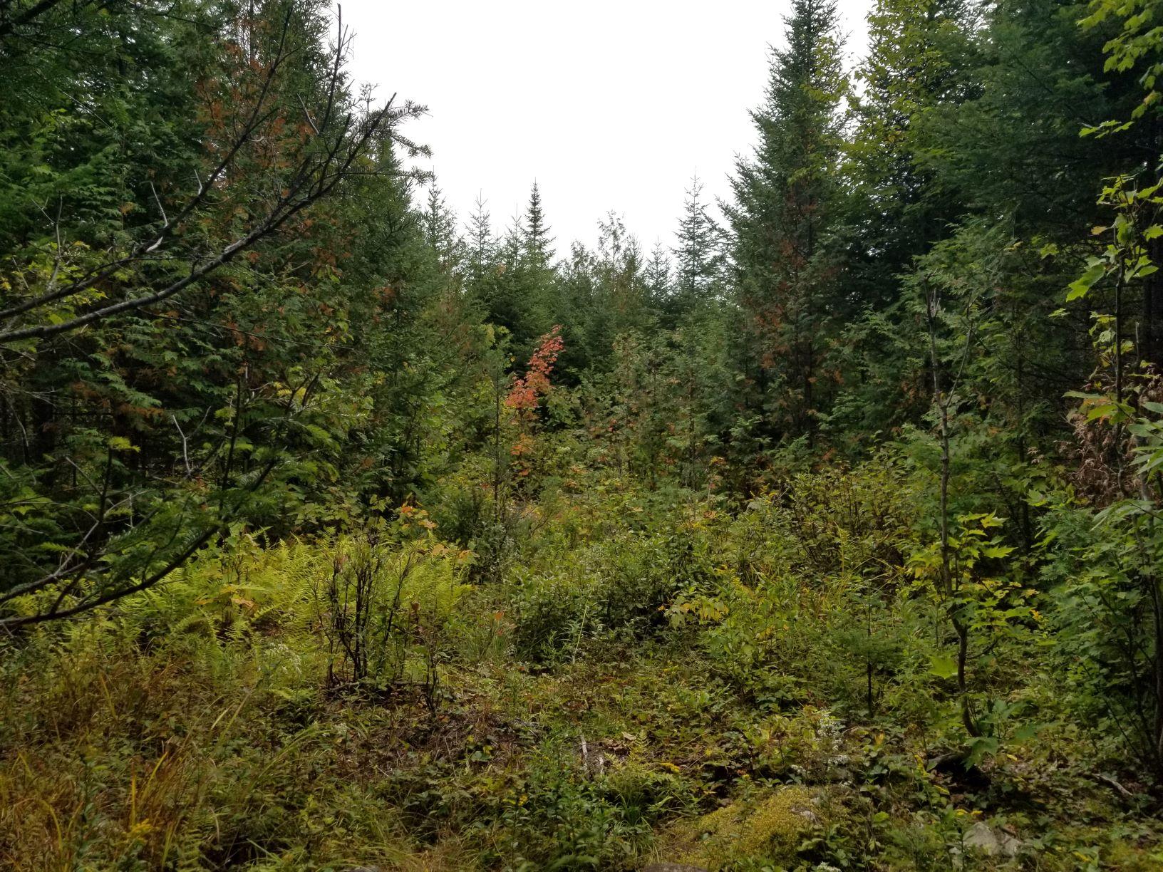 0 Beaver Lane Linneus, ME 04730 - Photo 23 of 39 Land view 14