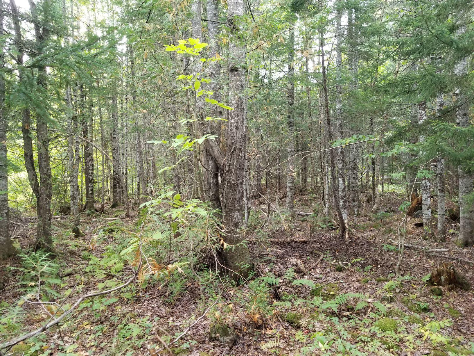 0 Beaver Lane Linneus, ME 04730 - Photo 24 of 39 Land view 15
