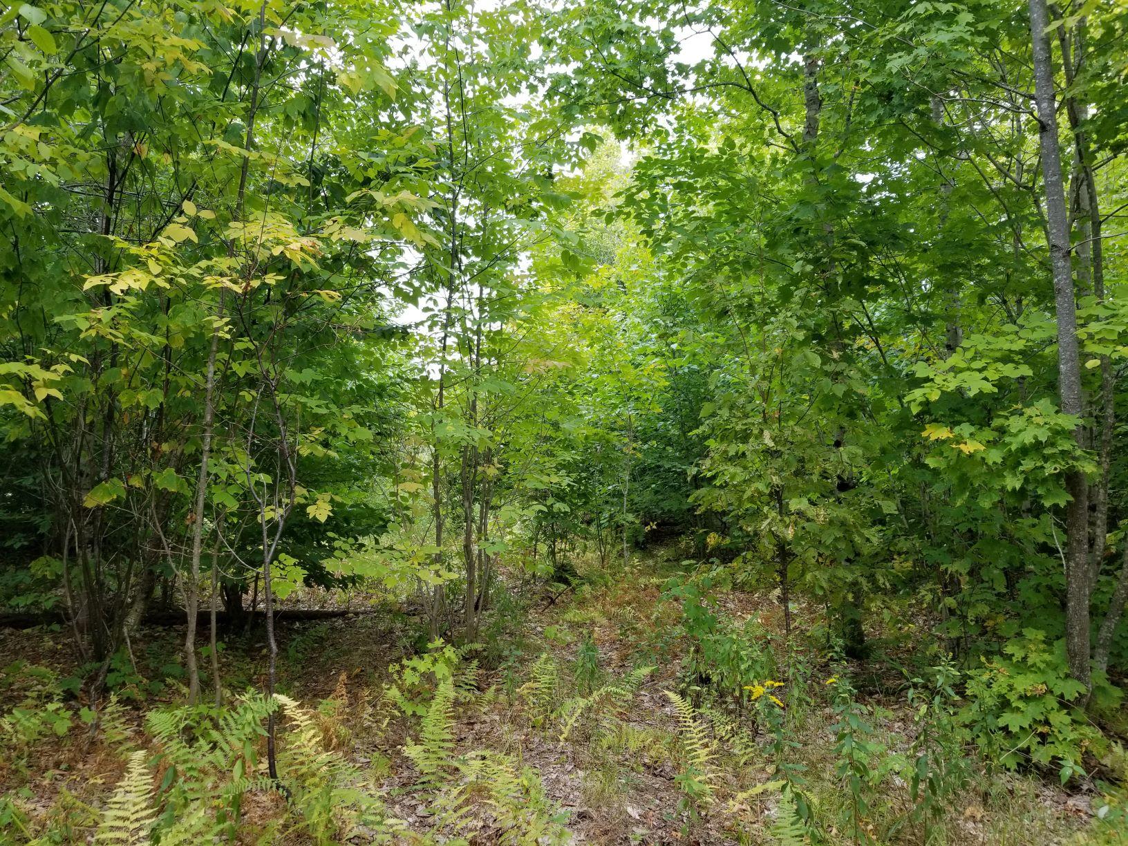 0 Beaver Lane Linneus, ME 04730 - Photo 25 of 39 Land view1