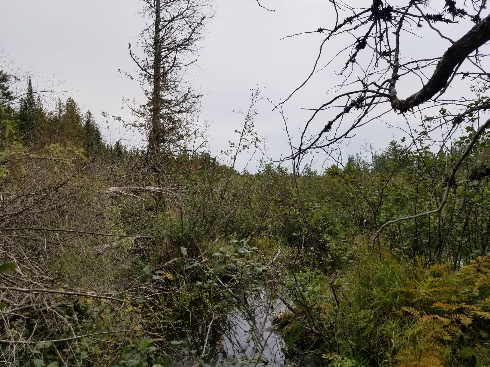 0 Beaver Lane Linneus, ME 04730 - Photo 28 of 39 Little Beaver Brook