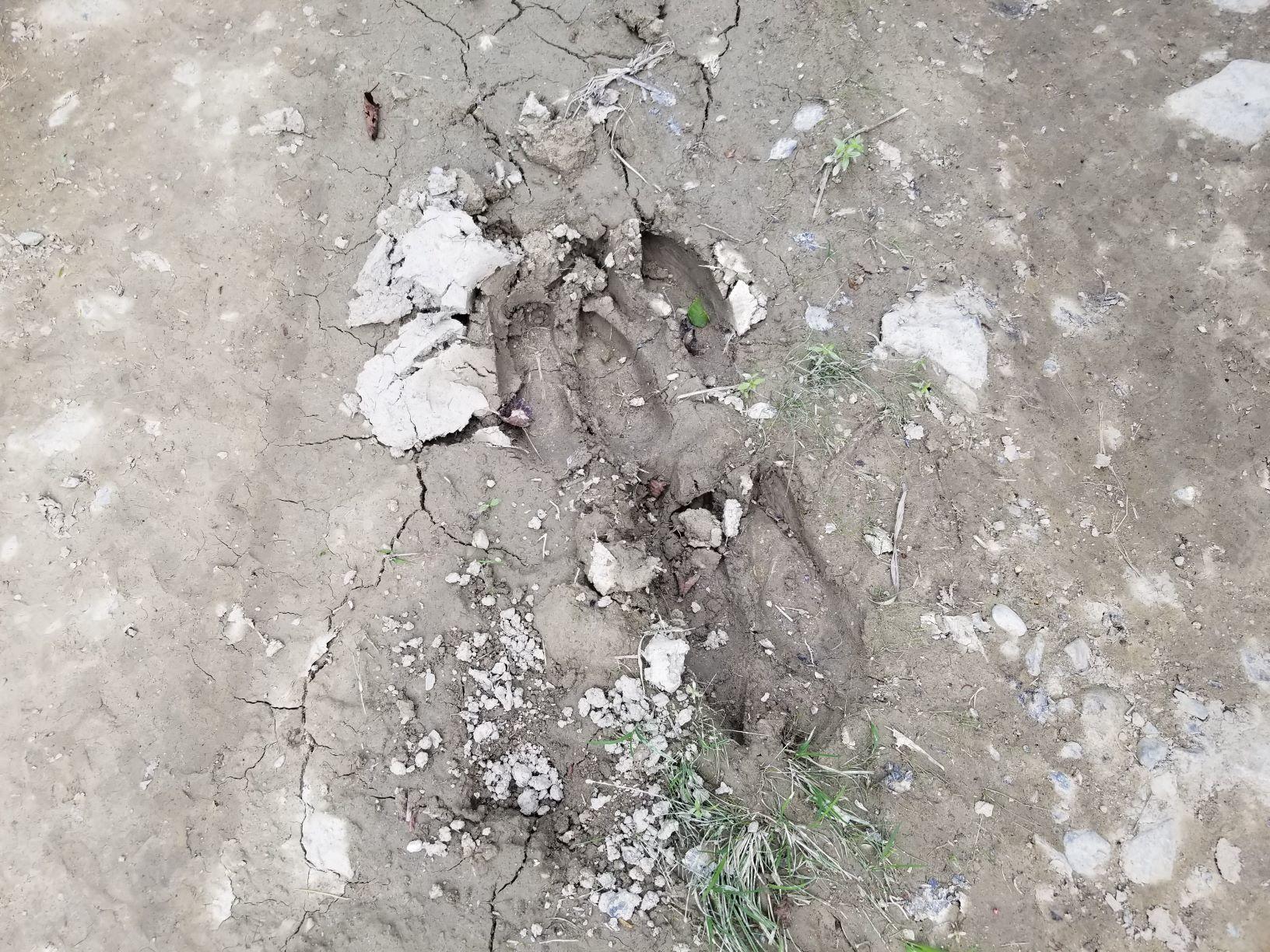 0 Beaver Lane Linneus, ME 04730 - Photo 29 of 39 Moose tracks