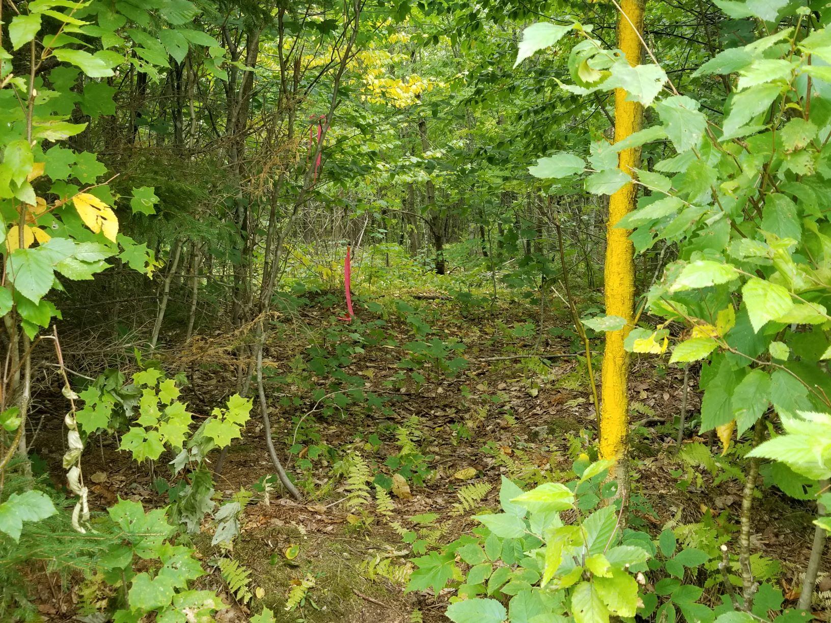 0 Beaver Lane Linneus, ME 04730 - Photo 35 of 39 Southwest Prop corner along Beaver Lane