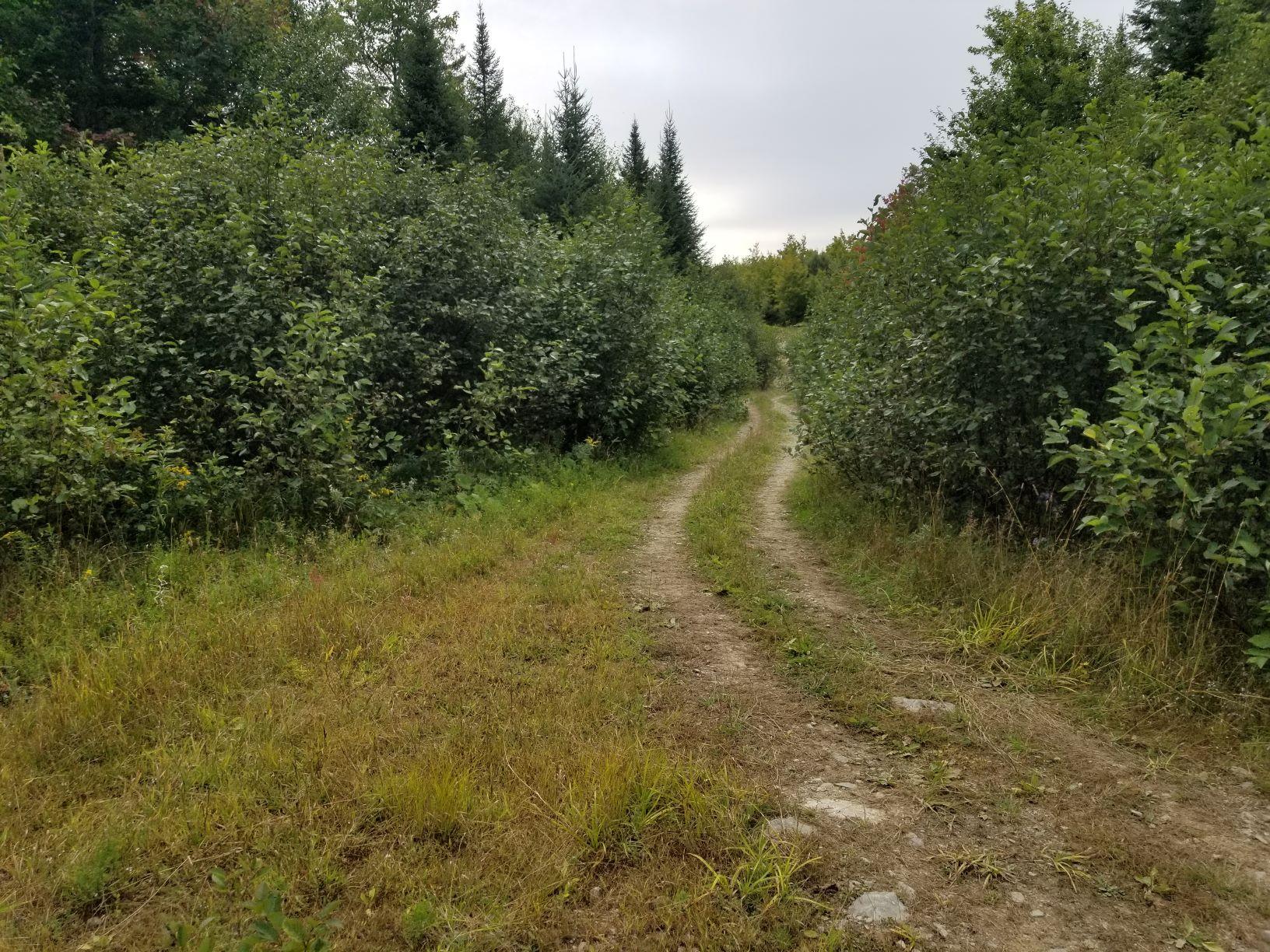 0 Beaver Lane Linneus, ME 04730 - Photo 5 of 39 Beaver Lane 3