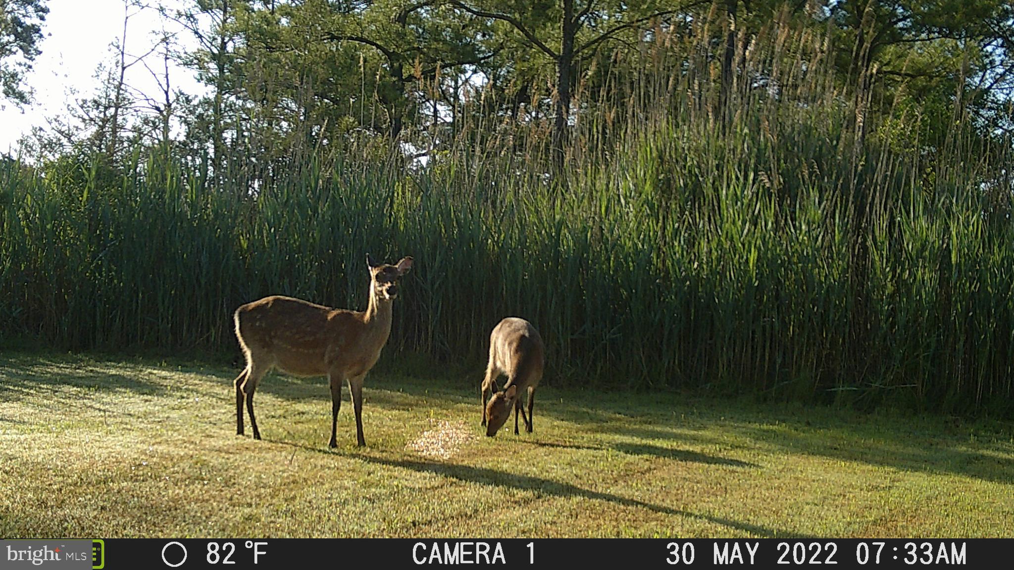 3255 Robbins Road Crapo, MD 21626 - Photo 3 of 13 Gallery Image 3