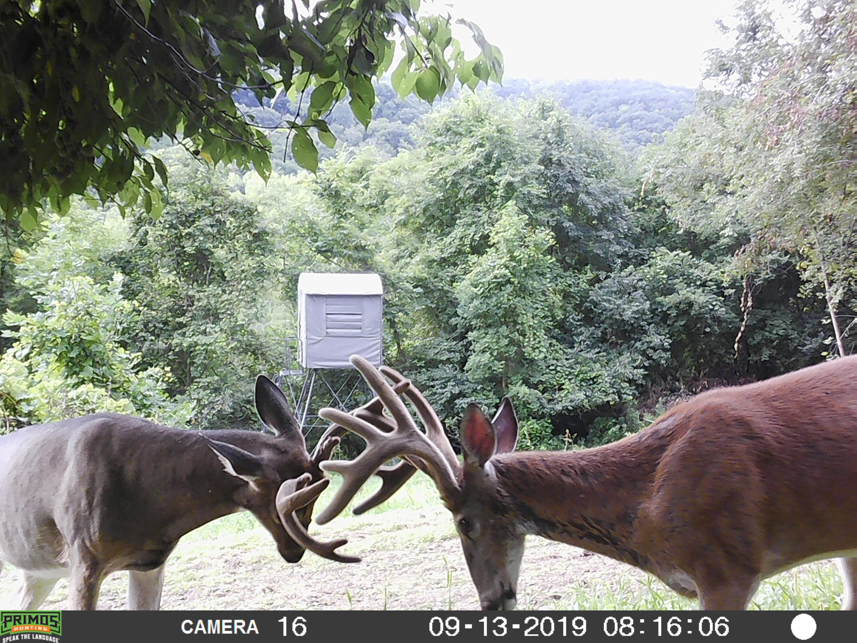 580 Skunk Hollow Road La Crescent, MN 55947 - Photo 4 of 83 Trail cam