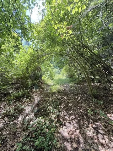 a view of a yard with plants and large trees