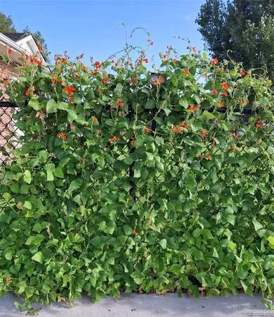 a view of a flower in a garden