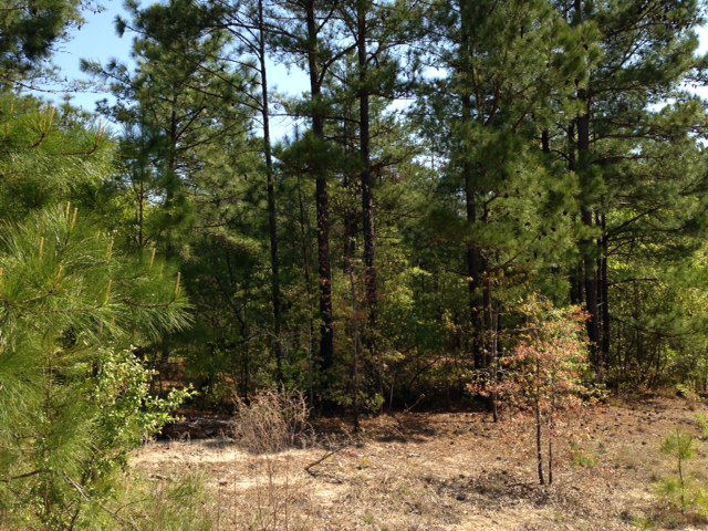Lot 11-0 Twiddler Road Aiken, SC 29801 - Photo 3 of 4 Gallery Image 3