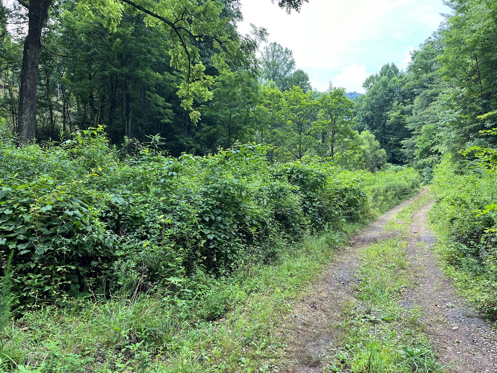 0 Bates Creek Road Murphy, NC 28906 - Photo 4 of 7