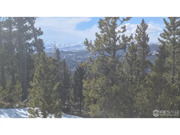 a close up of a tree in a garden