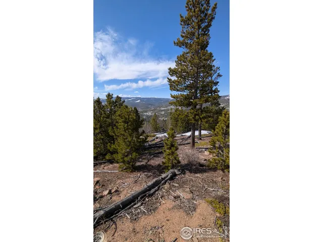 a close up of a plant in a garden