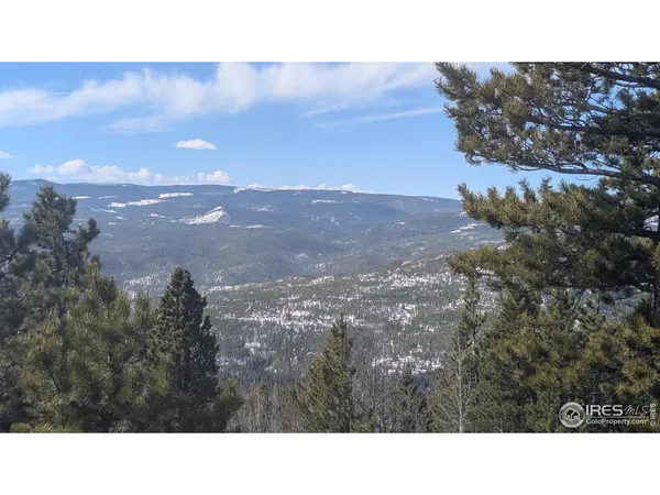 a close up of a plant in a garden