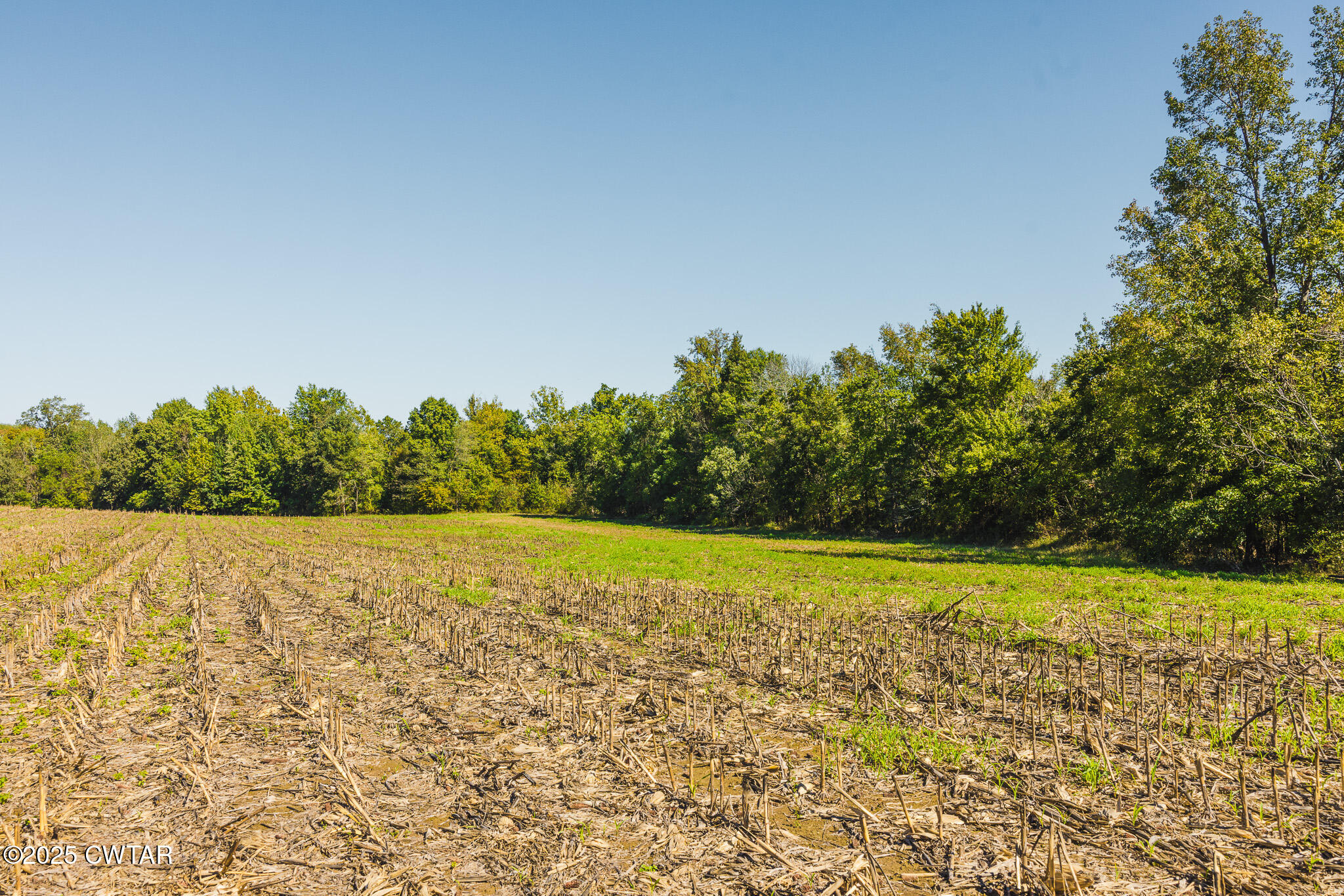 6 Hearn Road Greenfield, TN 38230 - Photo 13 of 17 a view of an outdoor space and trees