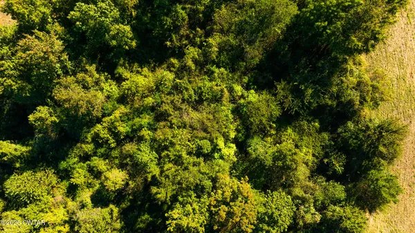 a view of a lush green forest