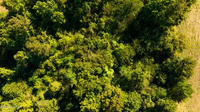 a view of a lush green forest