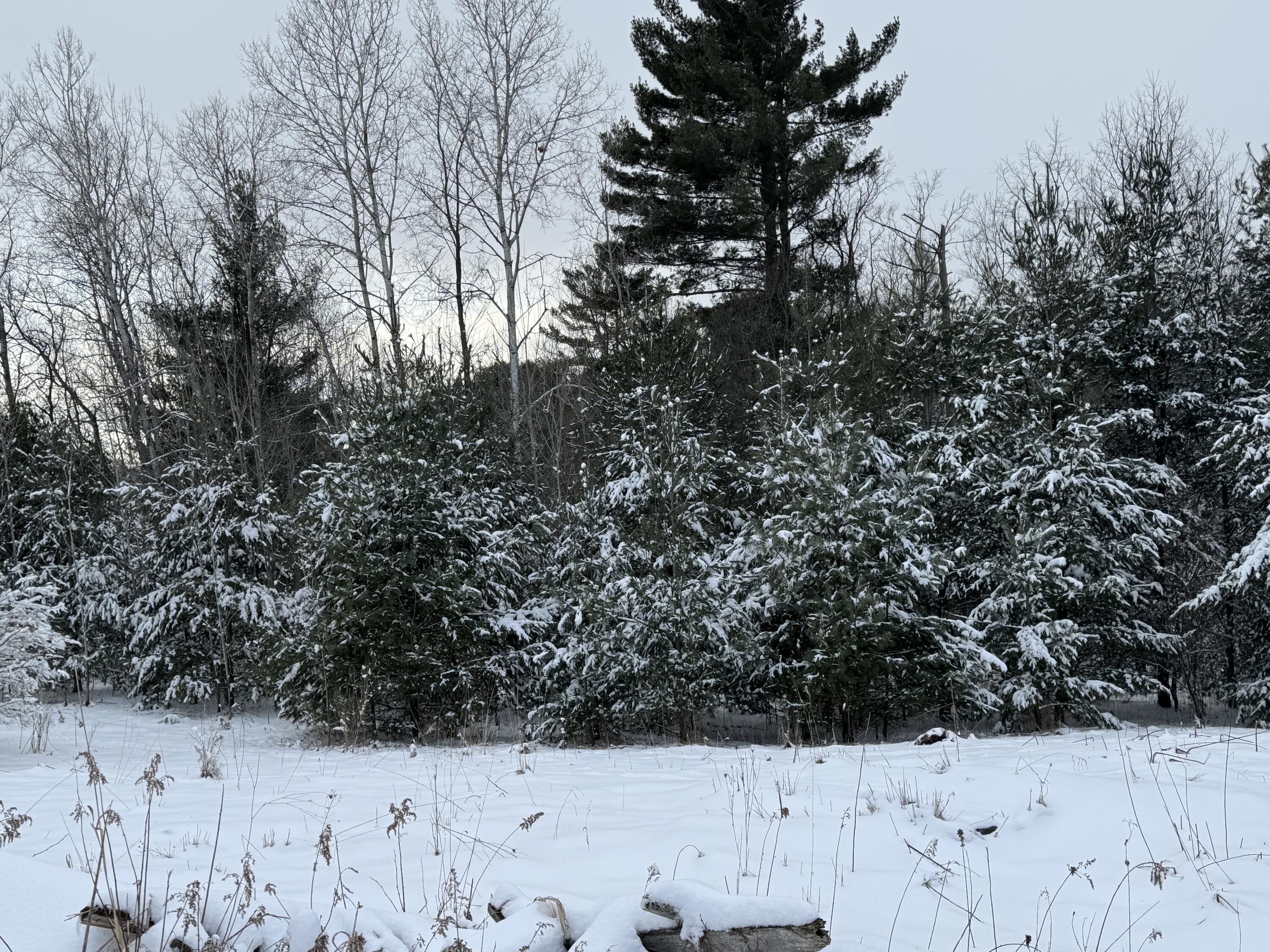 20180 15 Mile Road Leroy, MI 49655 - Photo 5 of 11 IMG_3559