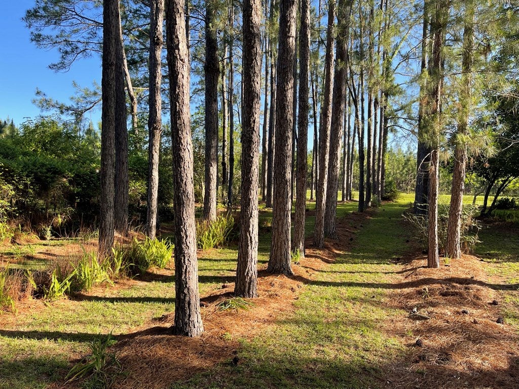 17862 State Rte 188 Coolidge, GA 31738 - Photo 33 of 72 Gallery Image 33