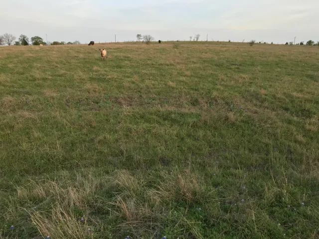 $1,299,000 | 5796 Hurtig Road, Bleiblerville, TX 78931