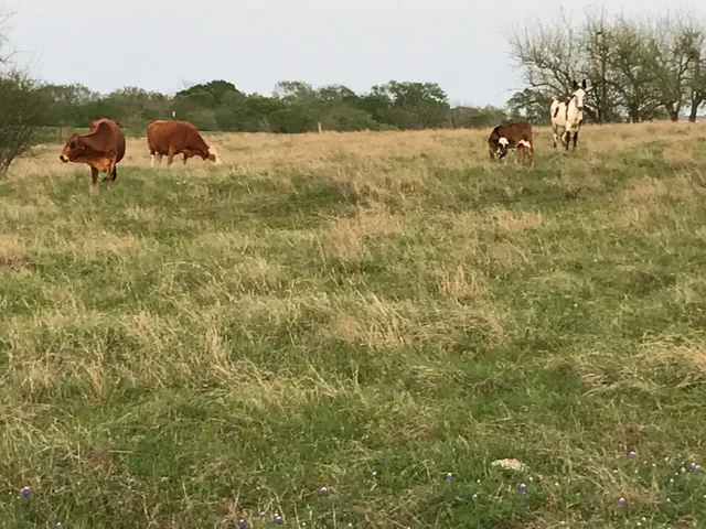 $1,299,000 | 5796 Hurtig Road, Bleiblerville, TX 78931