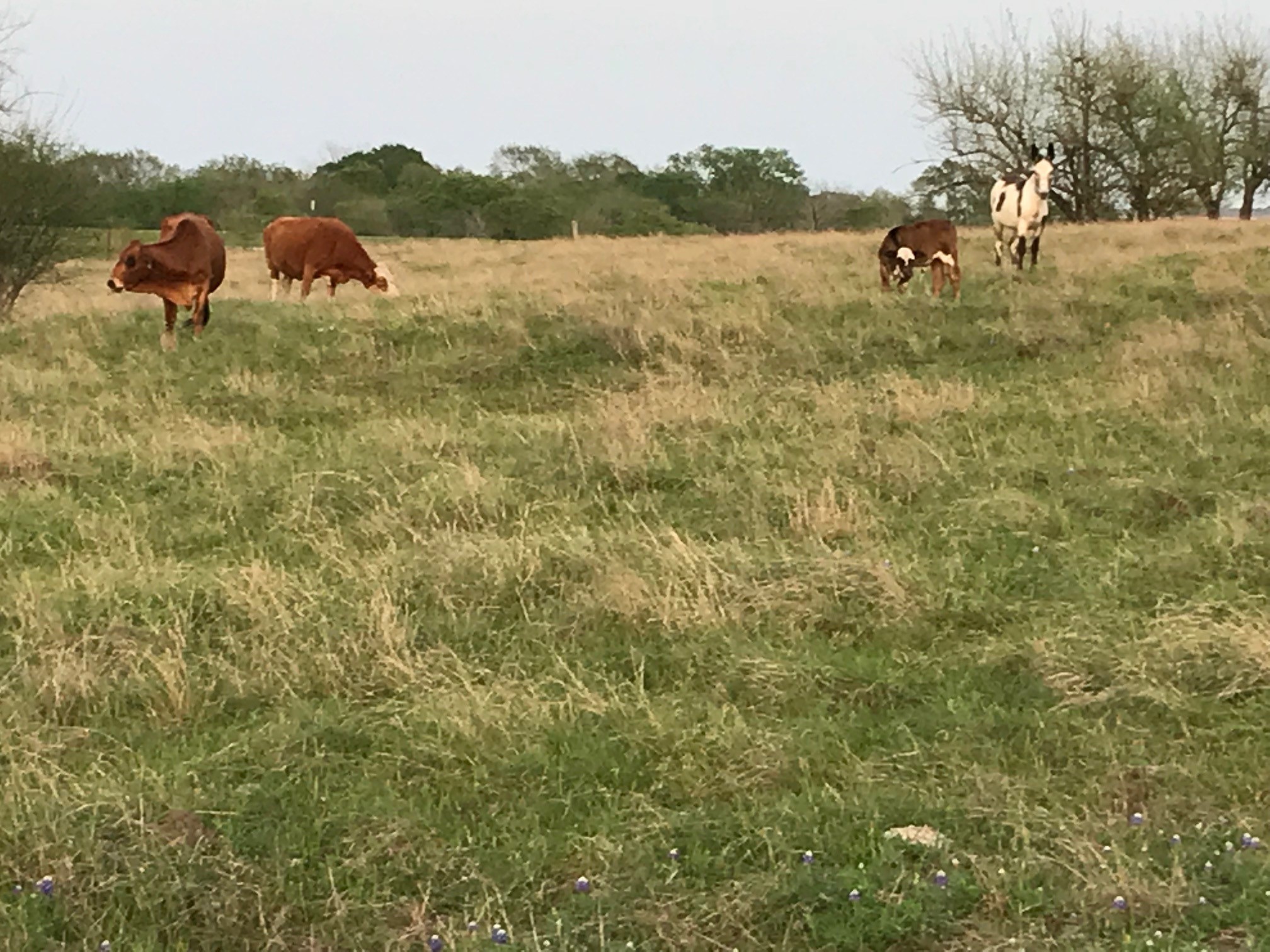 5796 Hurtig Road Bleiblerville, TX 78931 - Photo 24 of 27