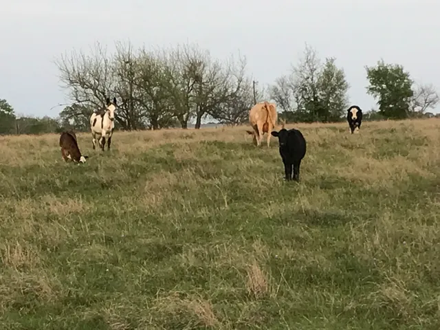 $1,299,000 | 5796 Hurtig Road, Bleiblerville, TX 78931